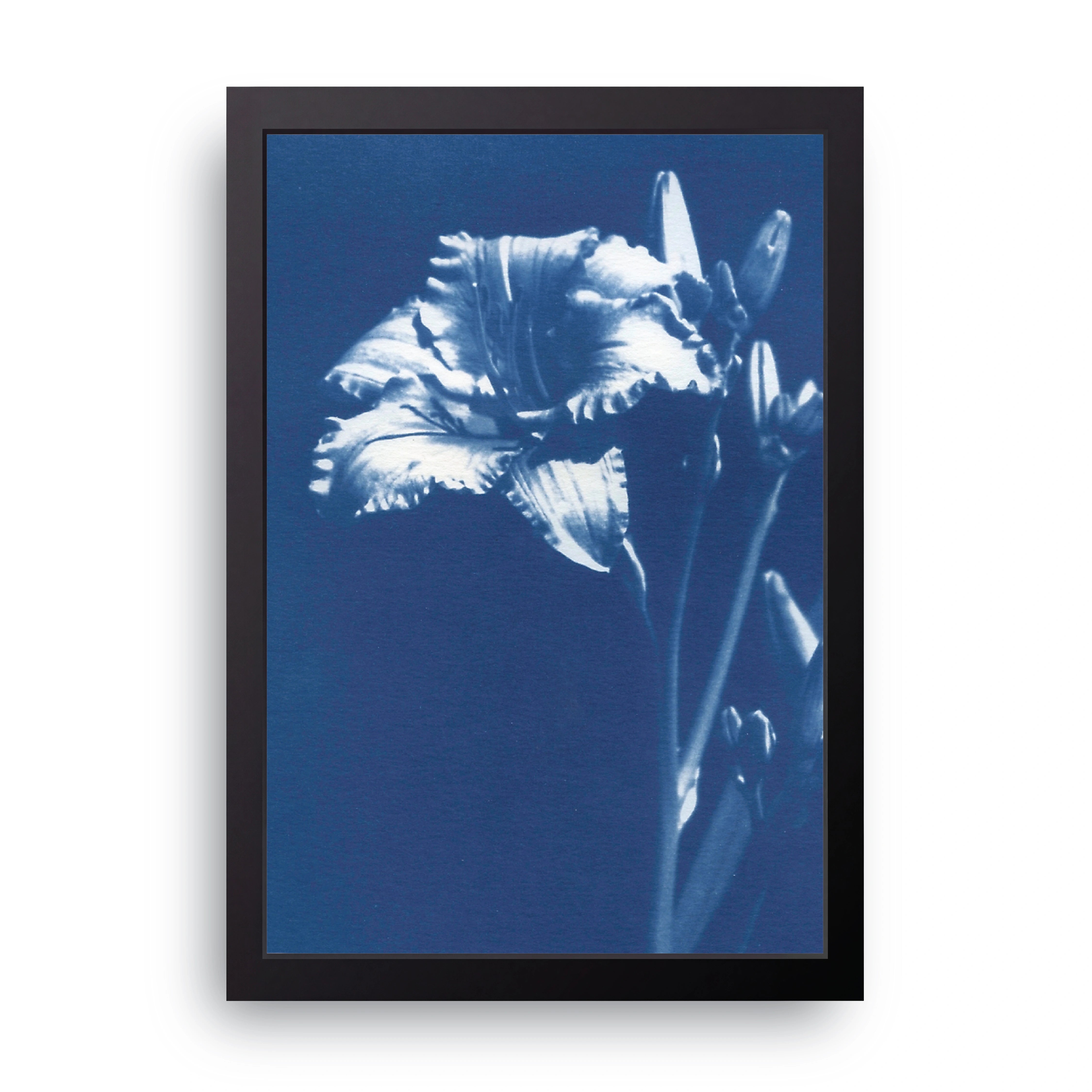 Blue Iris FRAME