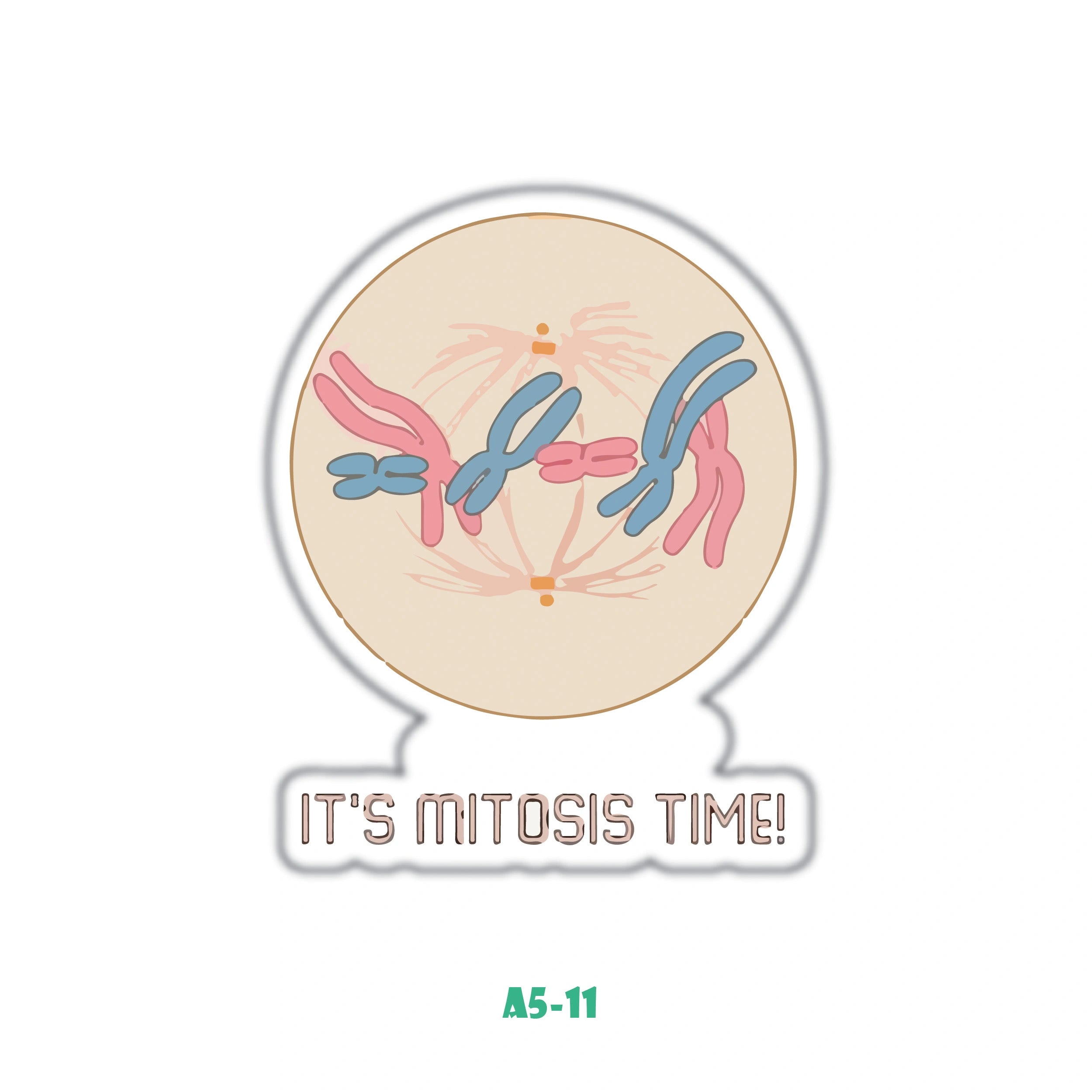 IT'S MITOSIS TIME!