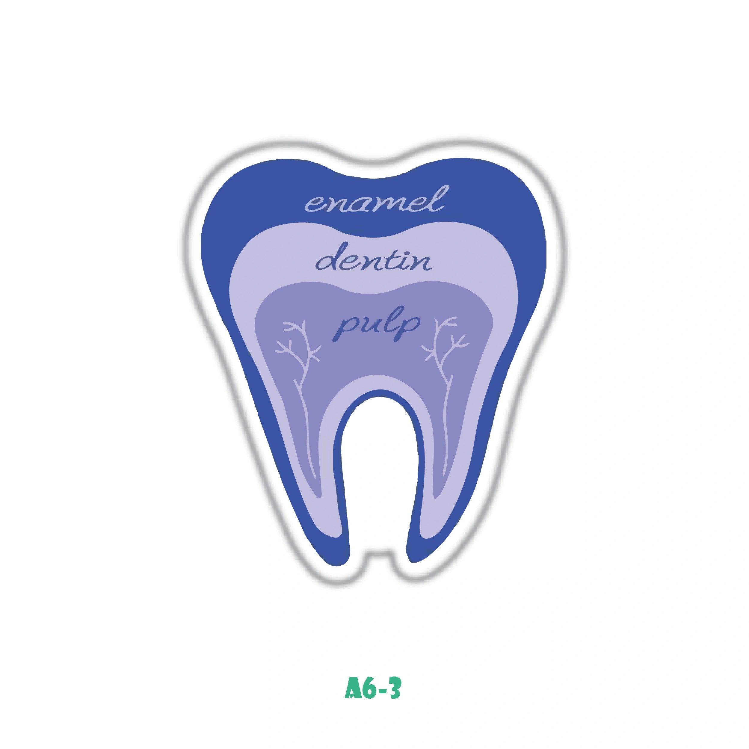 TOOTH ANATOMY