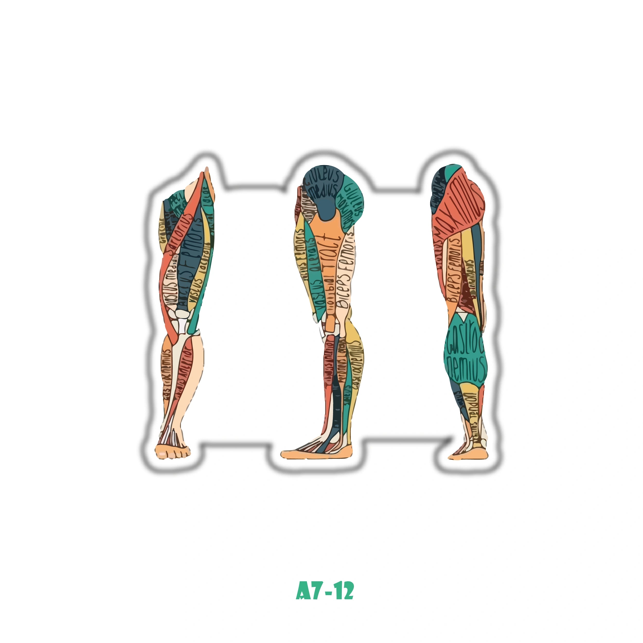 LEGS ANATOMY