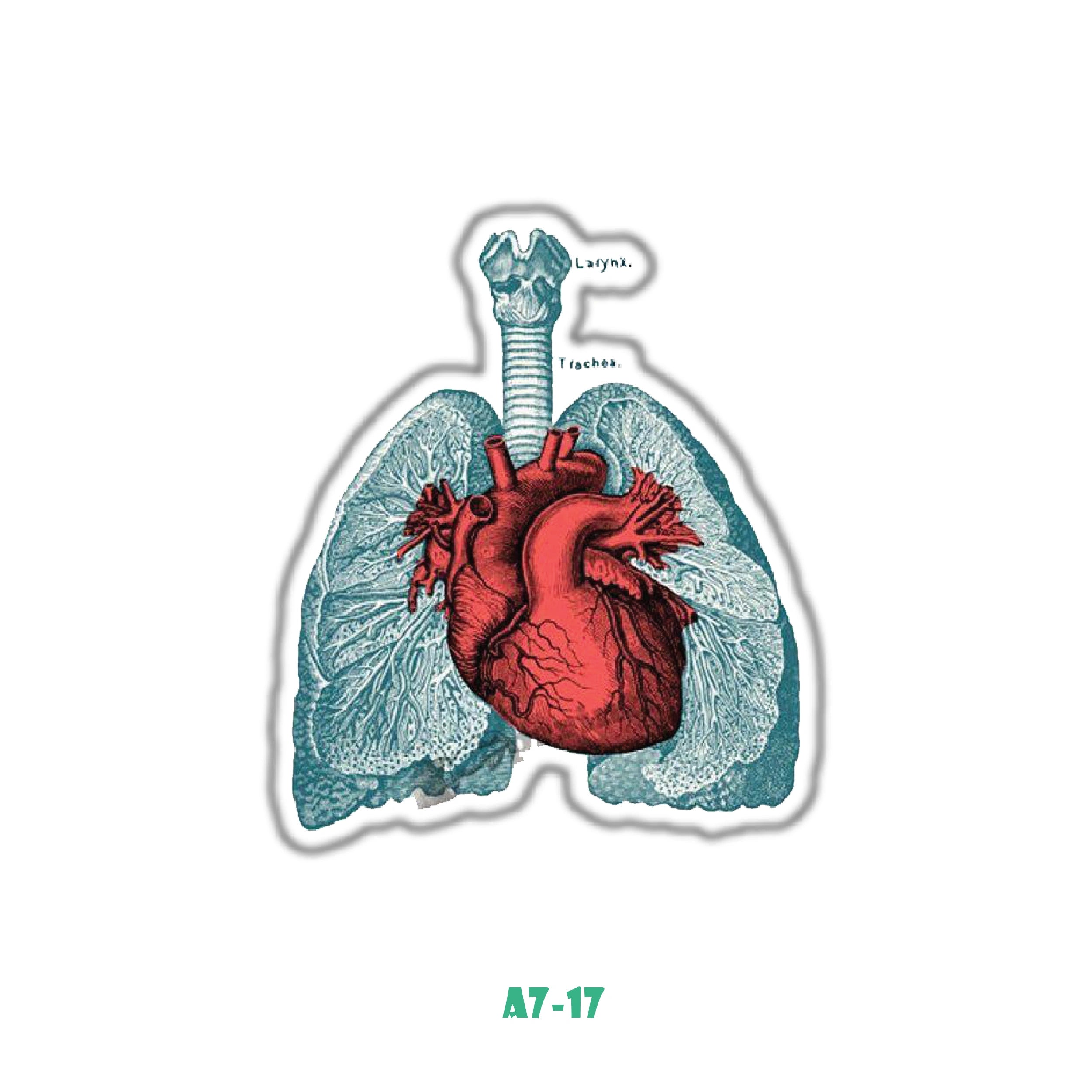 HEART AND LUNGS