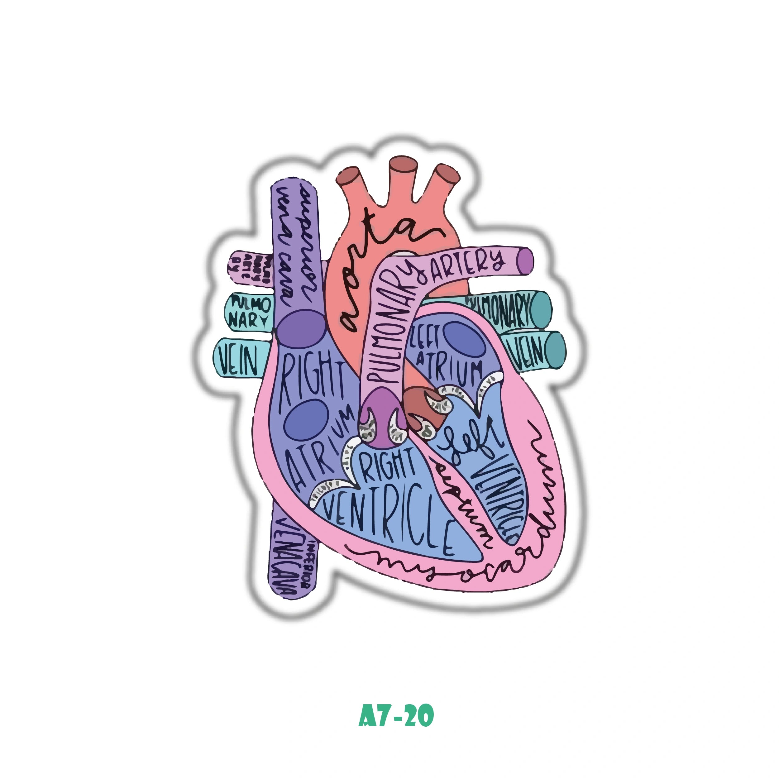 HEART ANATOMY