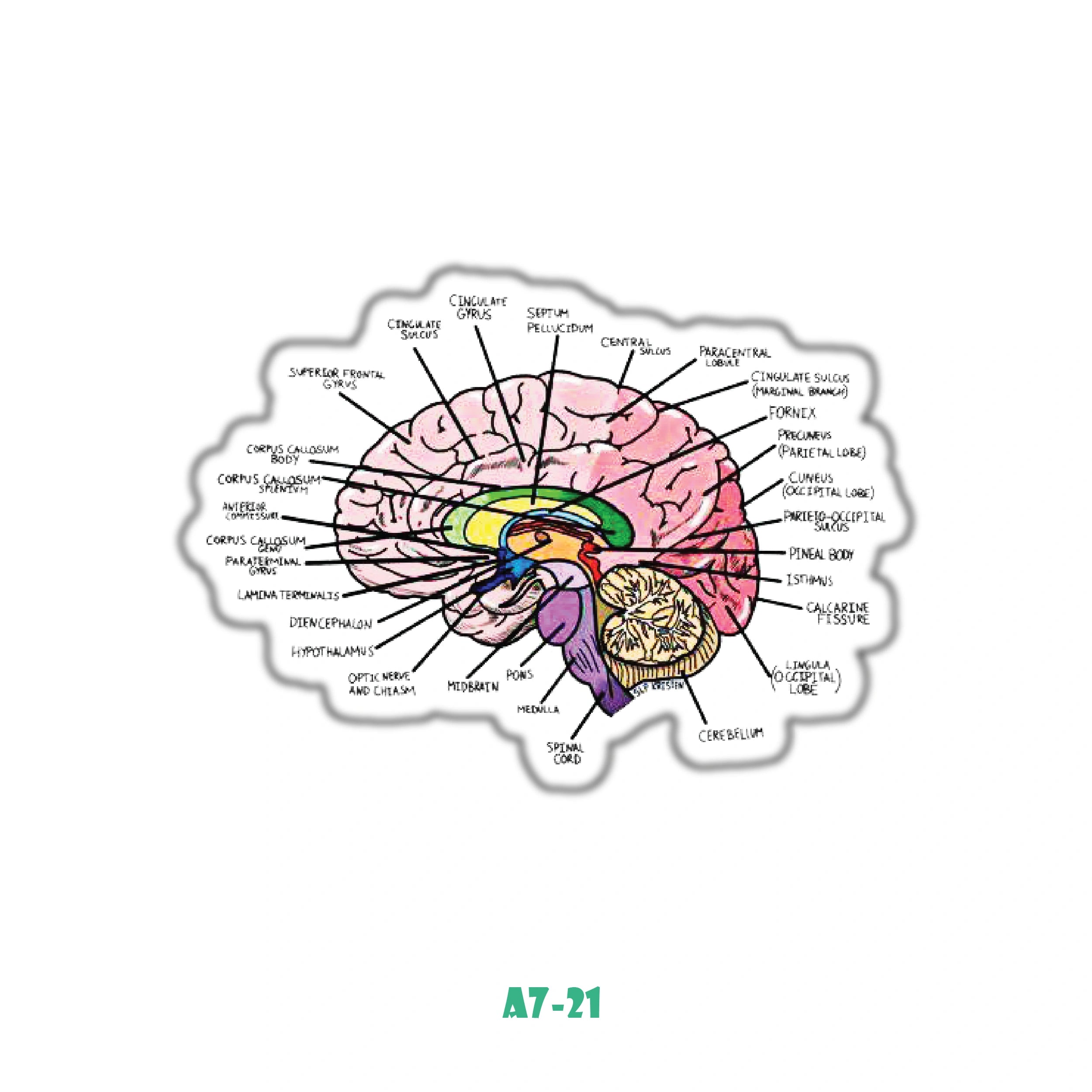 BRAIN ANATOMY 2