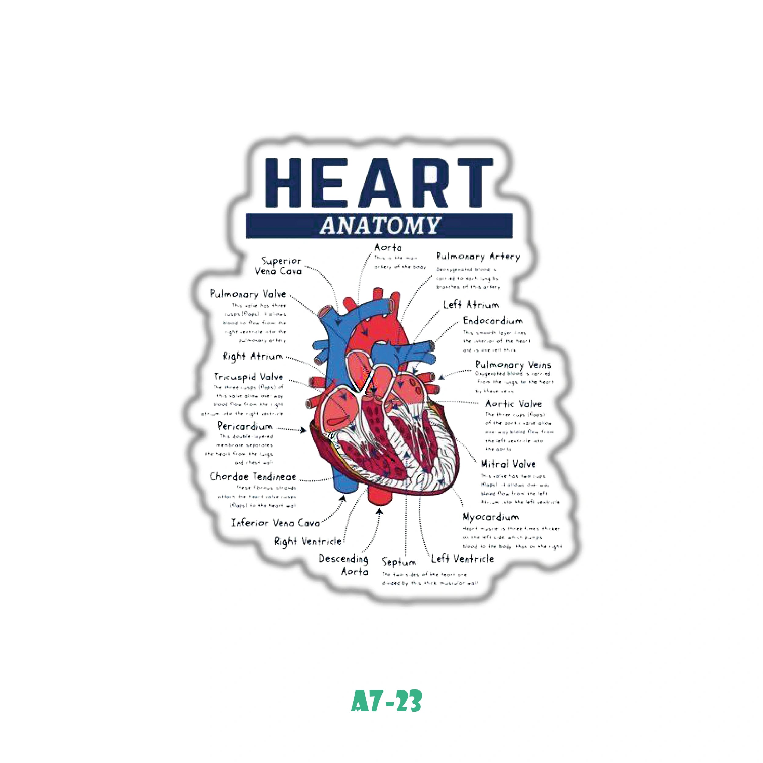 HEART ANATOMY