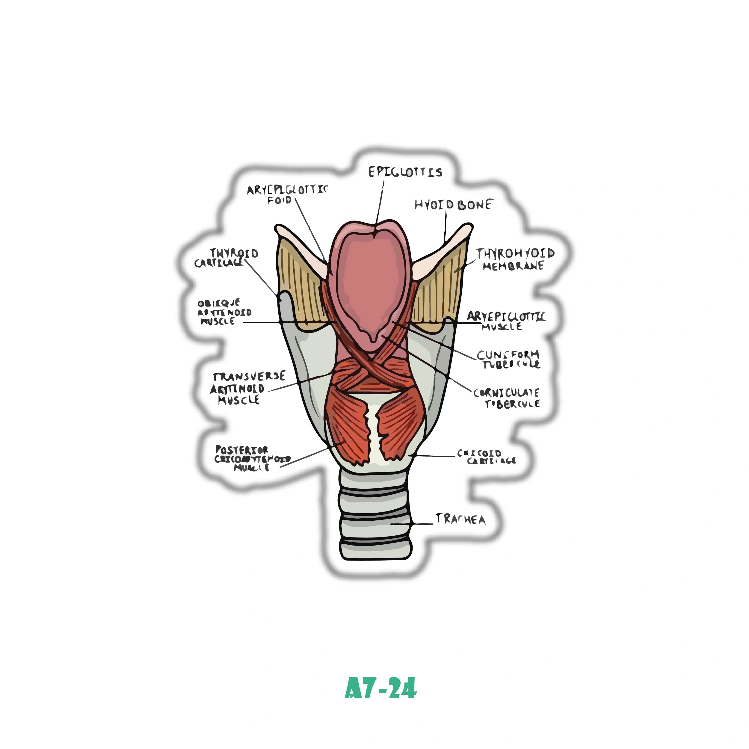 LARYNX ANATOMY
