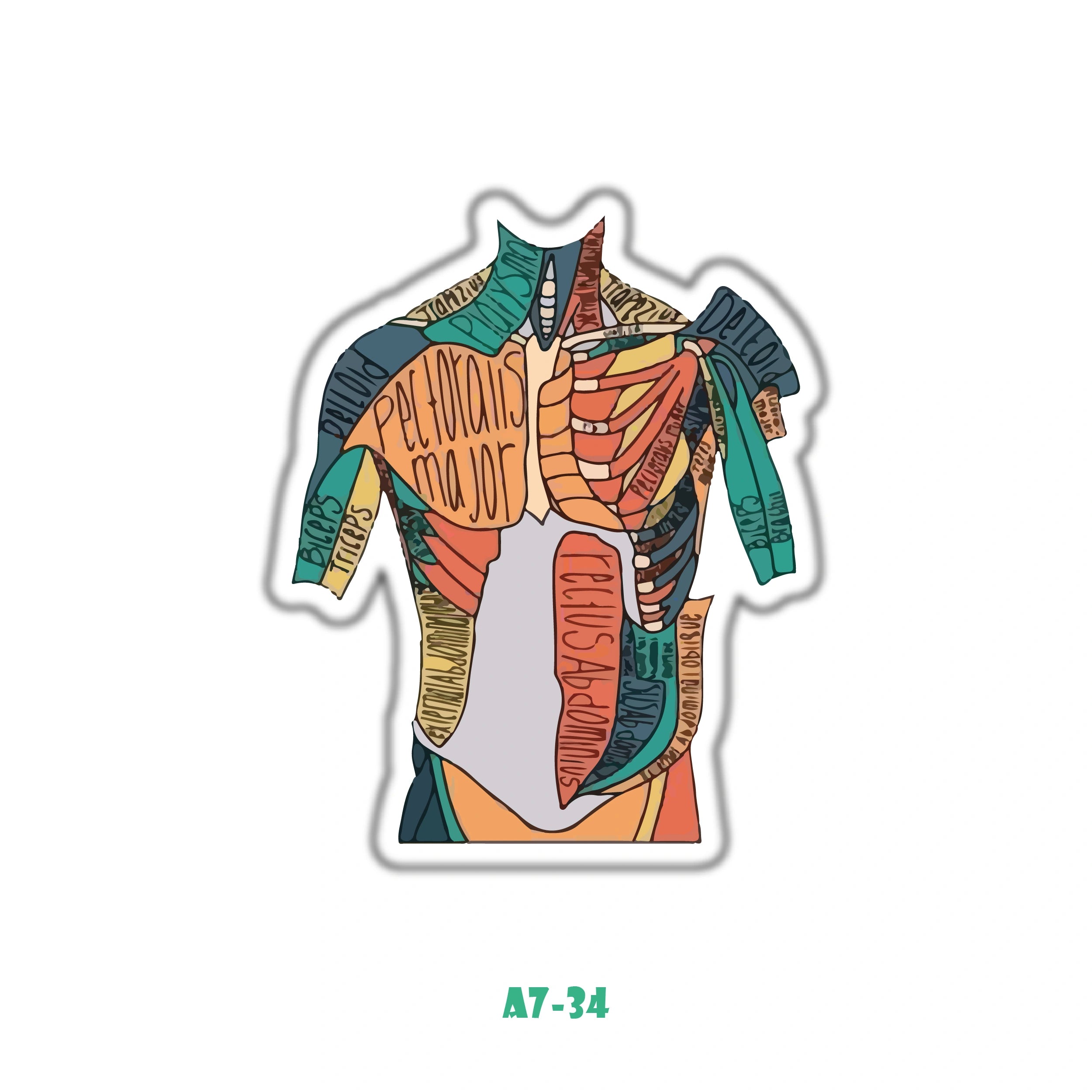 CHEST AND UPPER TORSO