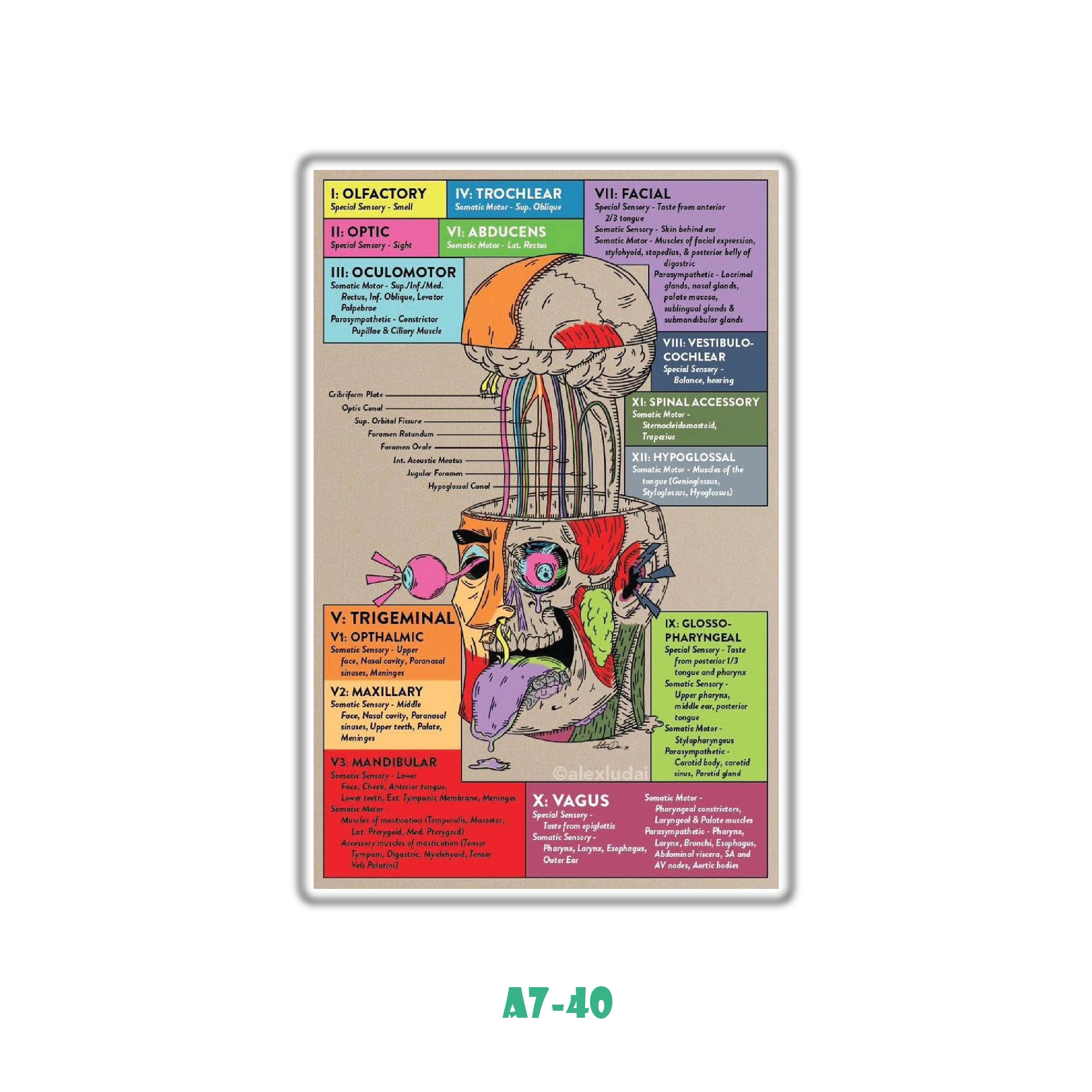 CRANIAL NERVES EXPLODED