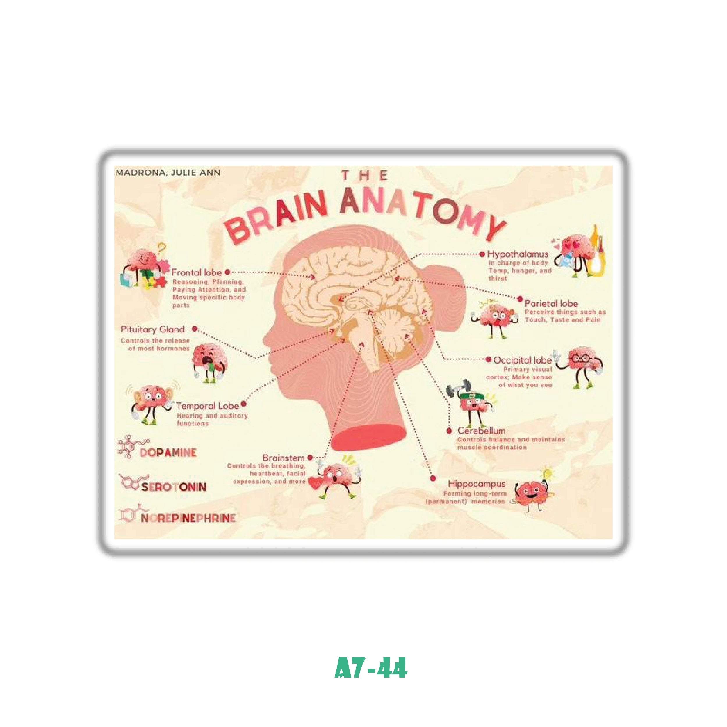 BRAIN ANATOMY 3