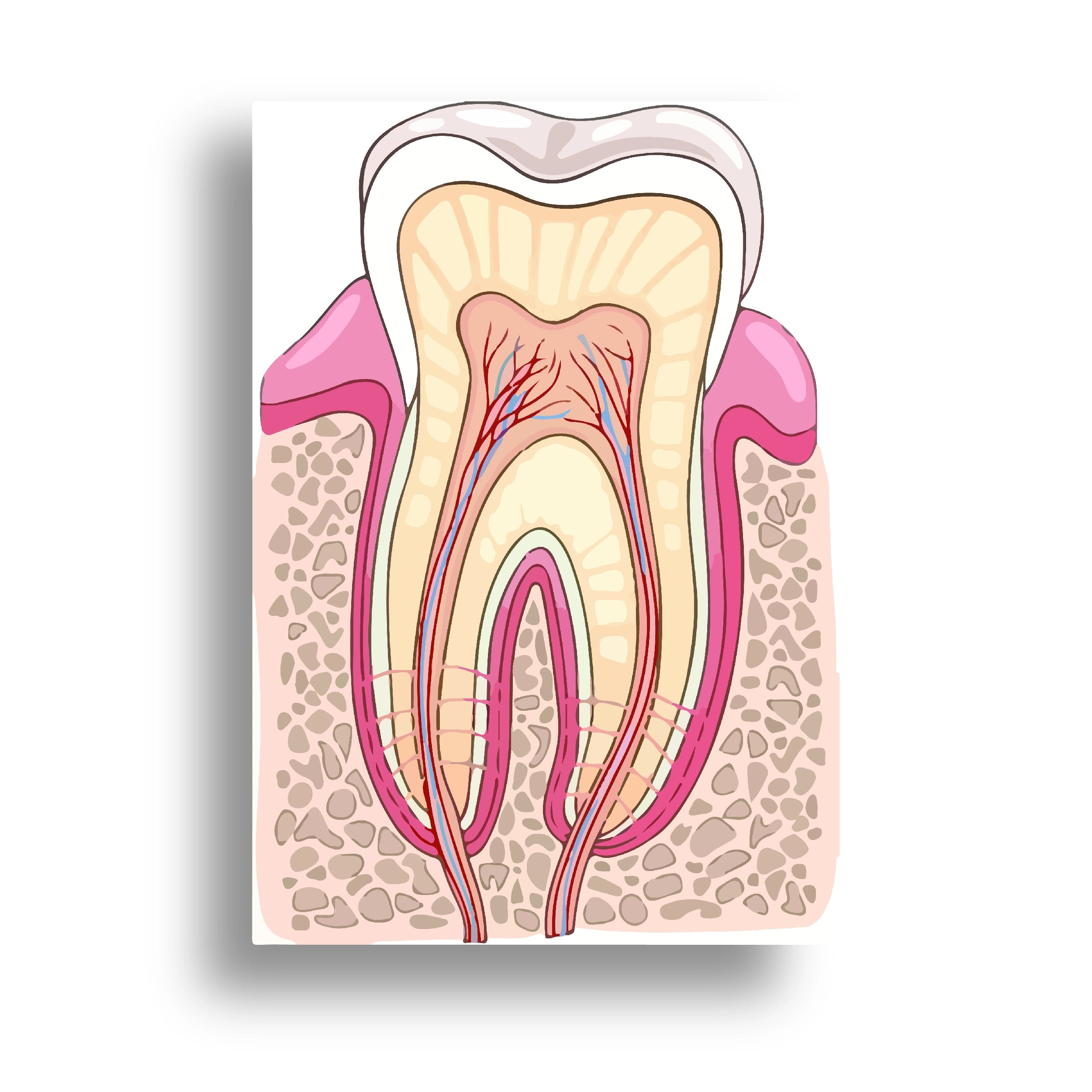 DENTISTRY POSTER (10)