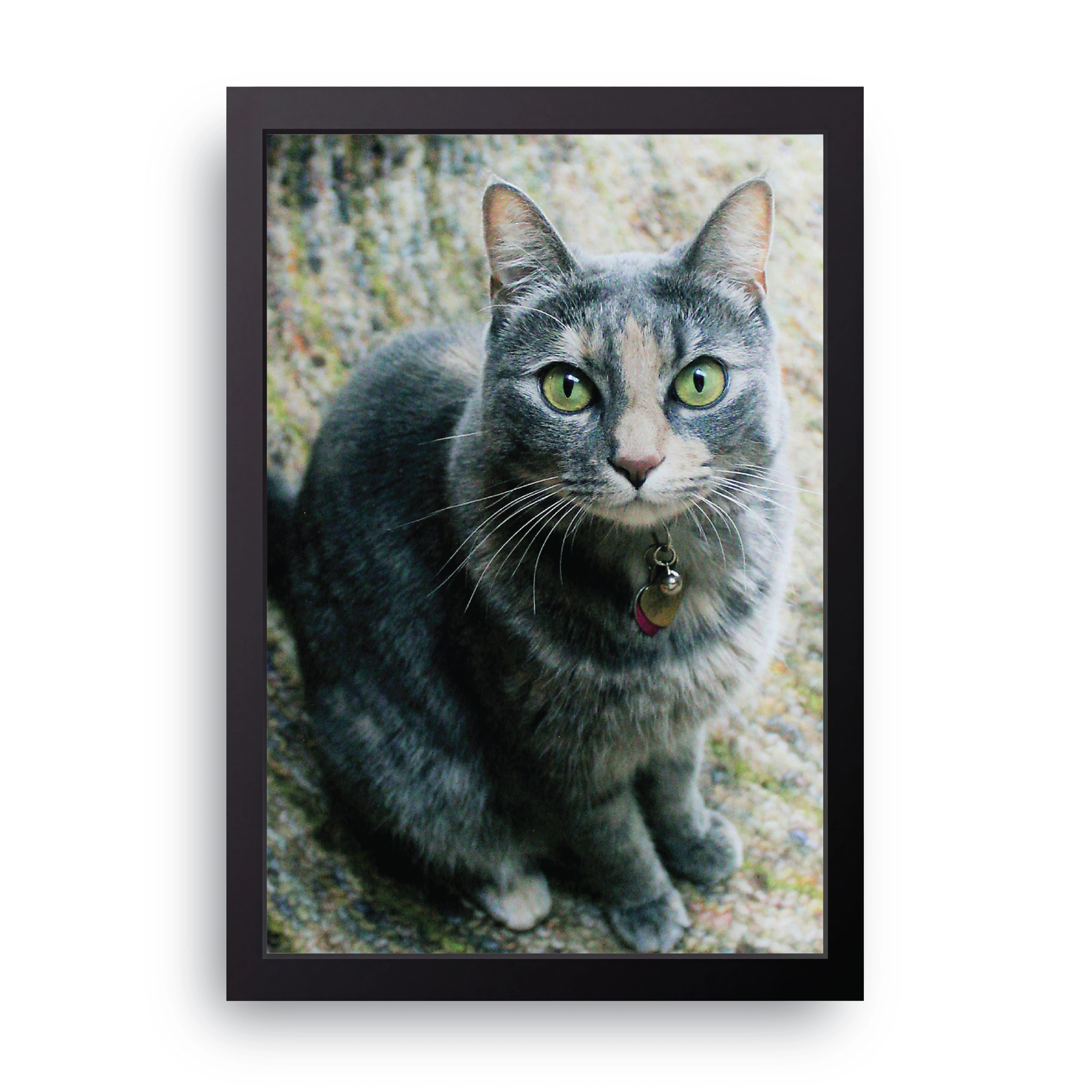 Grey Cat Portrait FRAME
