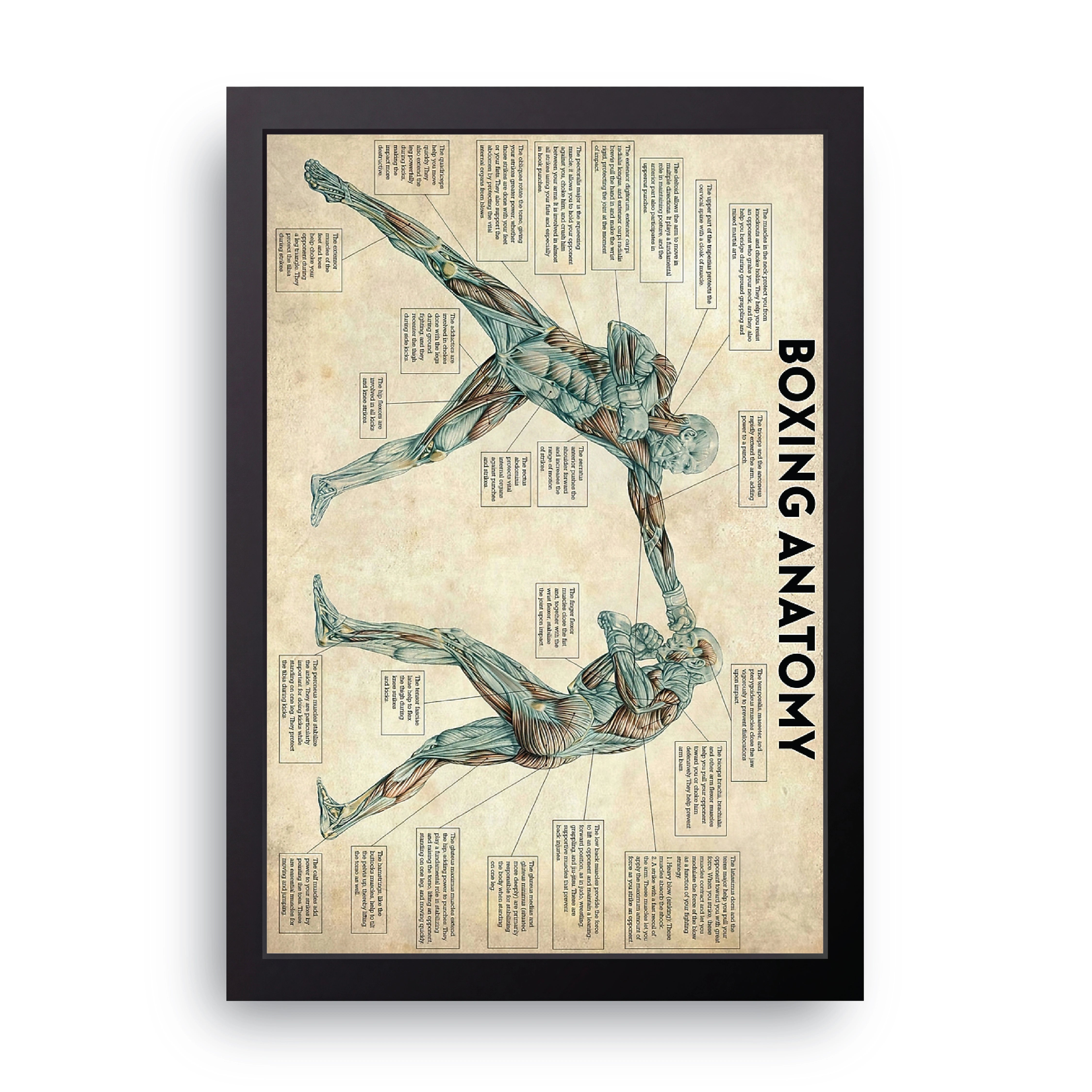 Boxing Anatomy FRAME