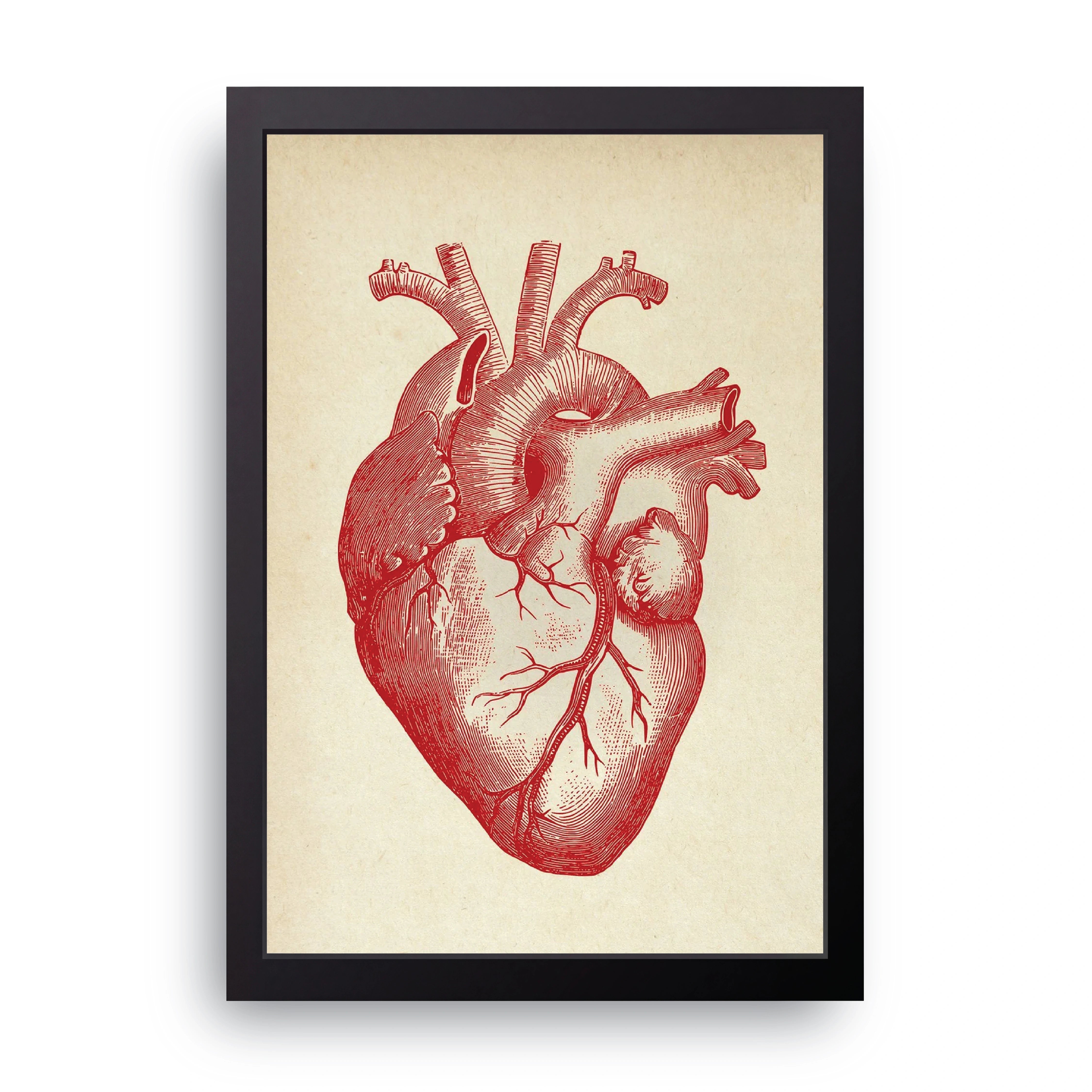 Anatomical Heart FRAME