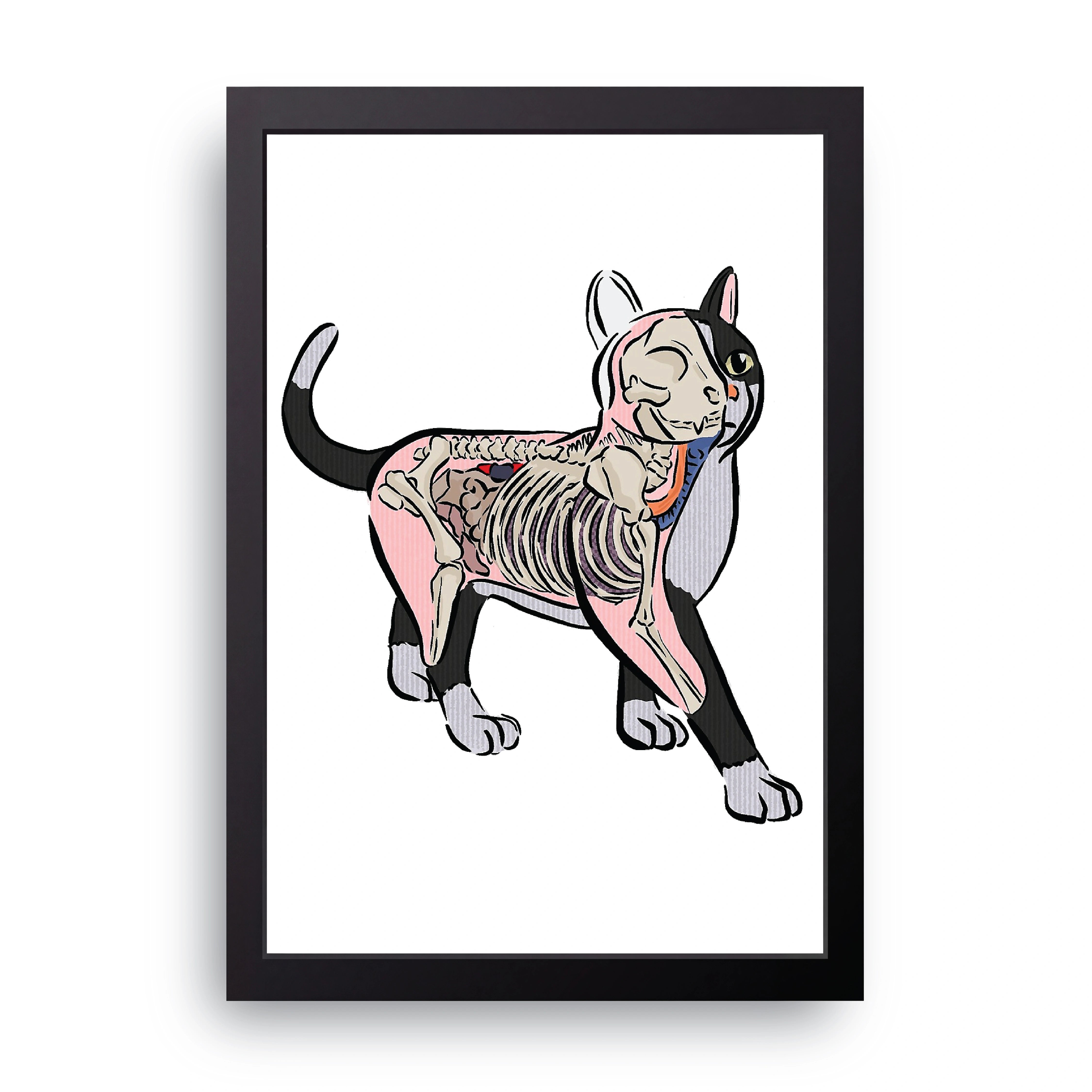 Cat Skeleton FRAME
