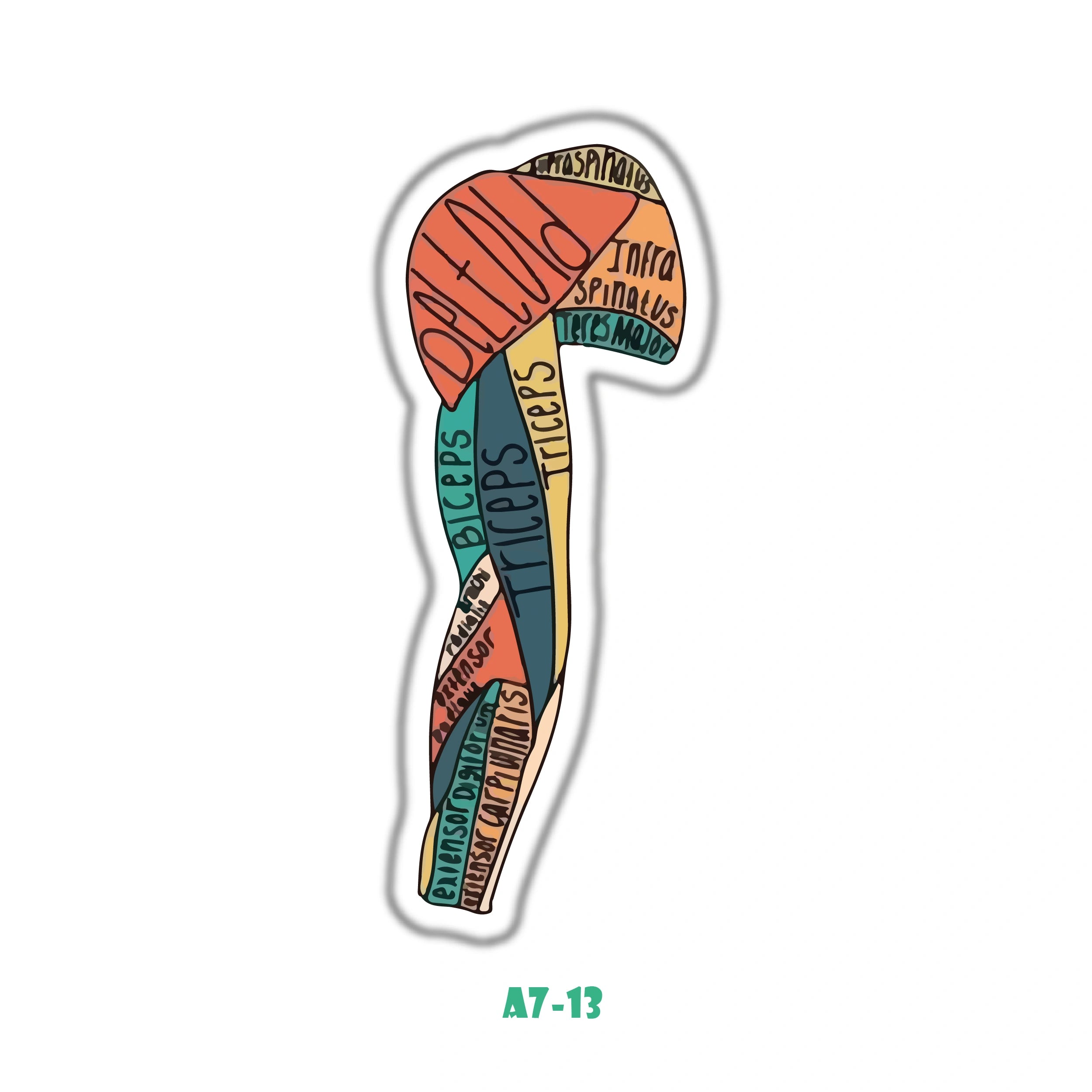 ANATOMICAL ARM