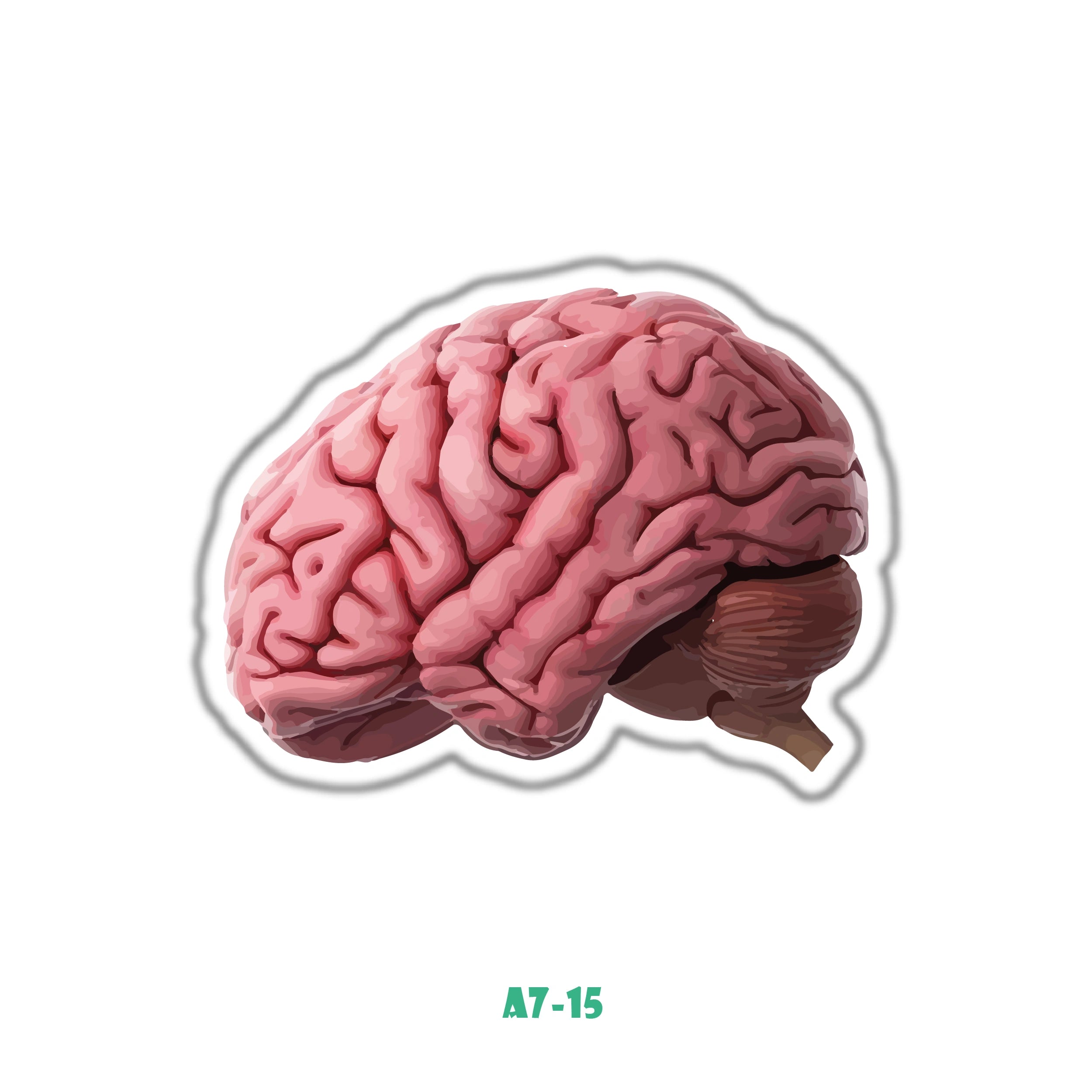 BRAIN