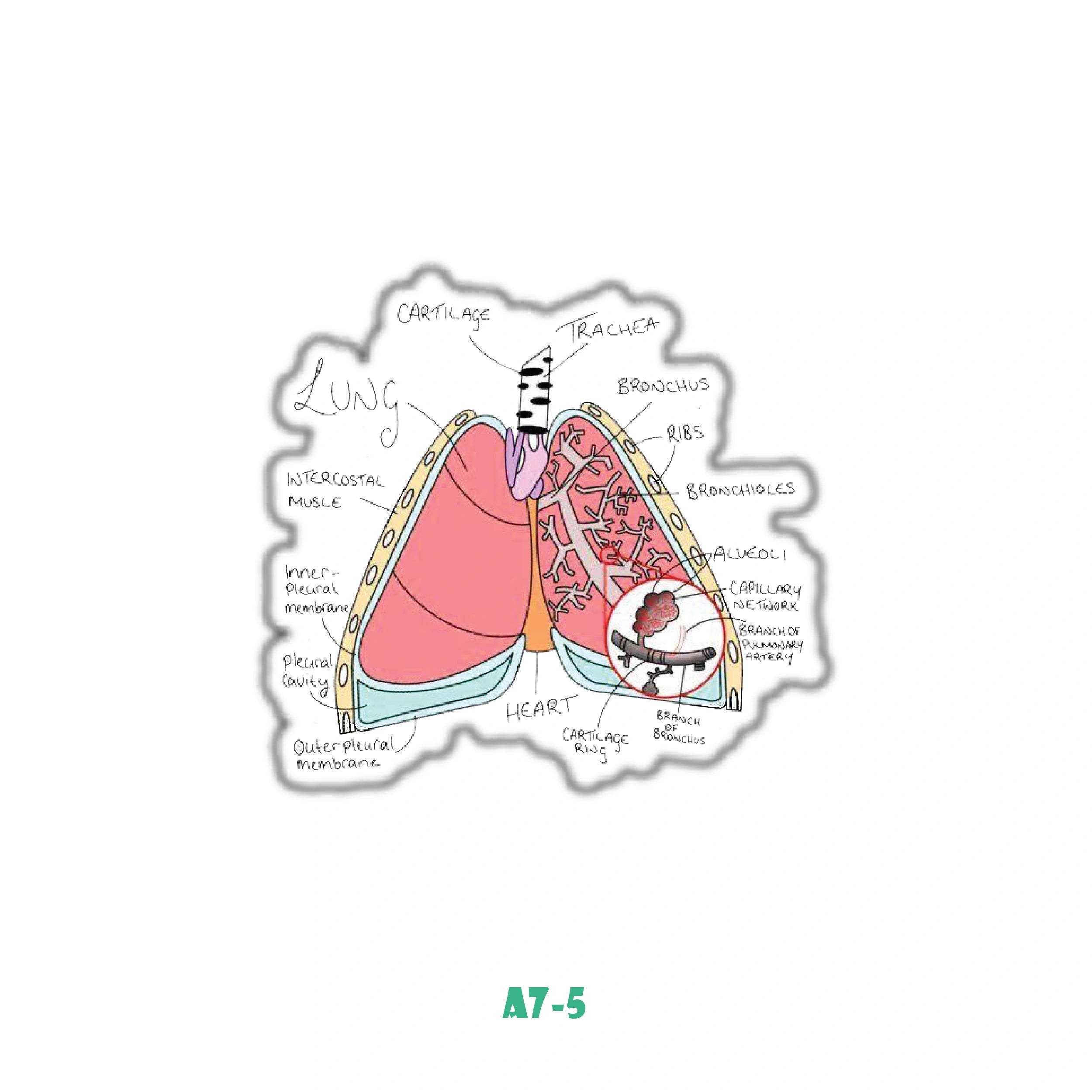 LUNGS ANATOMY