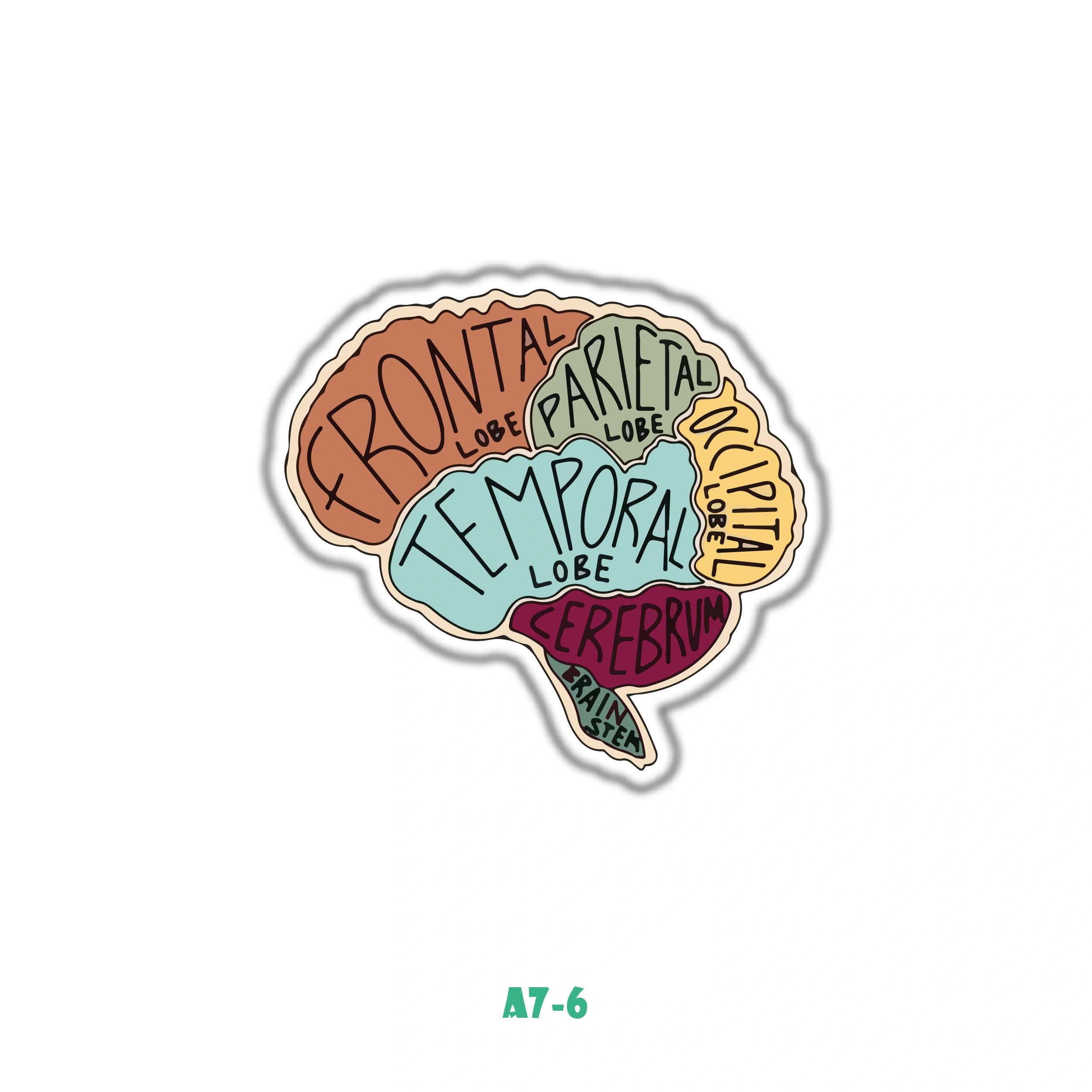 BRAIN ANATOMY