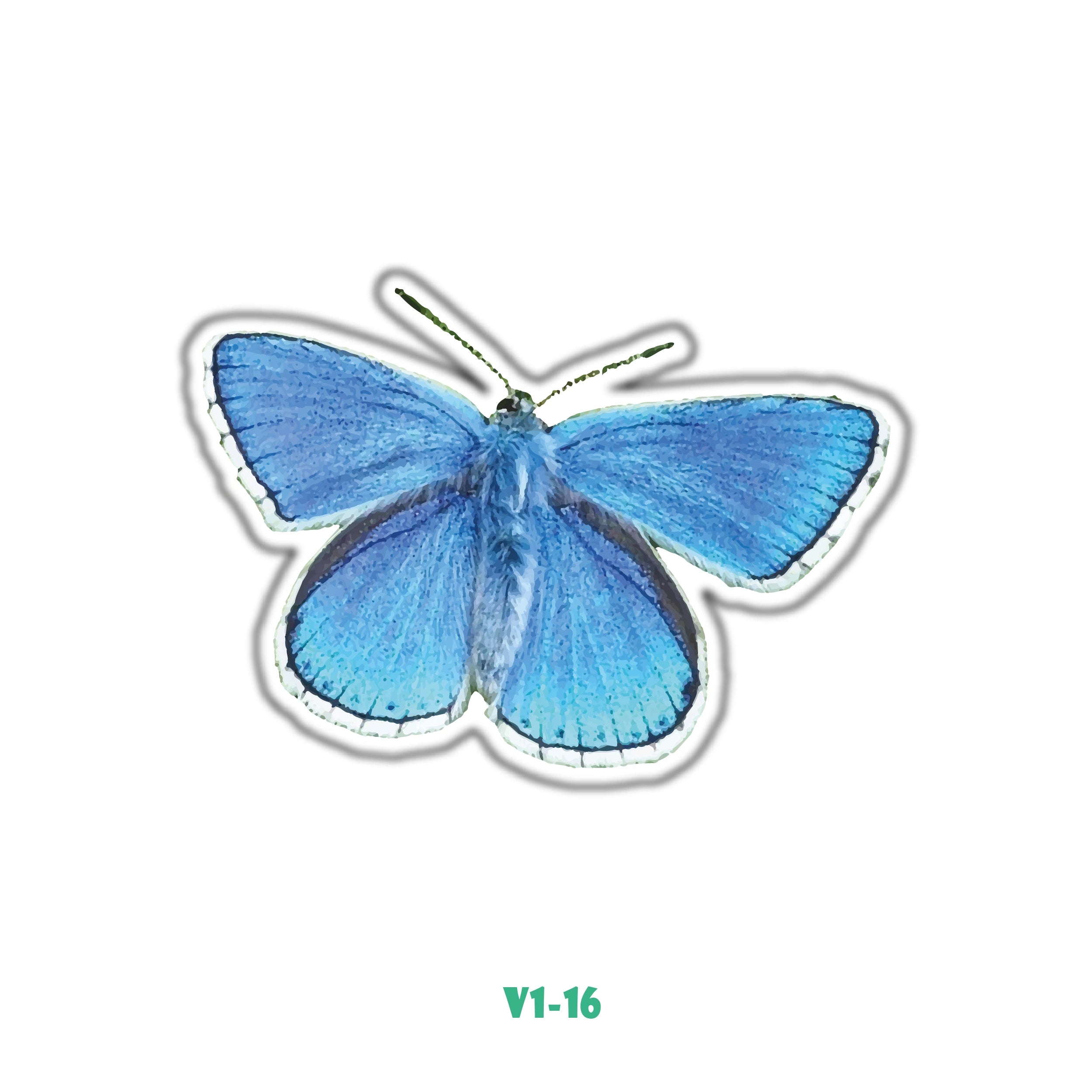 BLUE BUTTERFLY